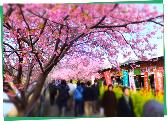 河津桜