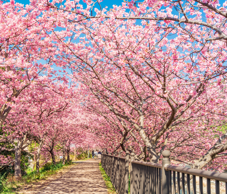 河津桜