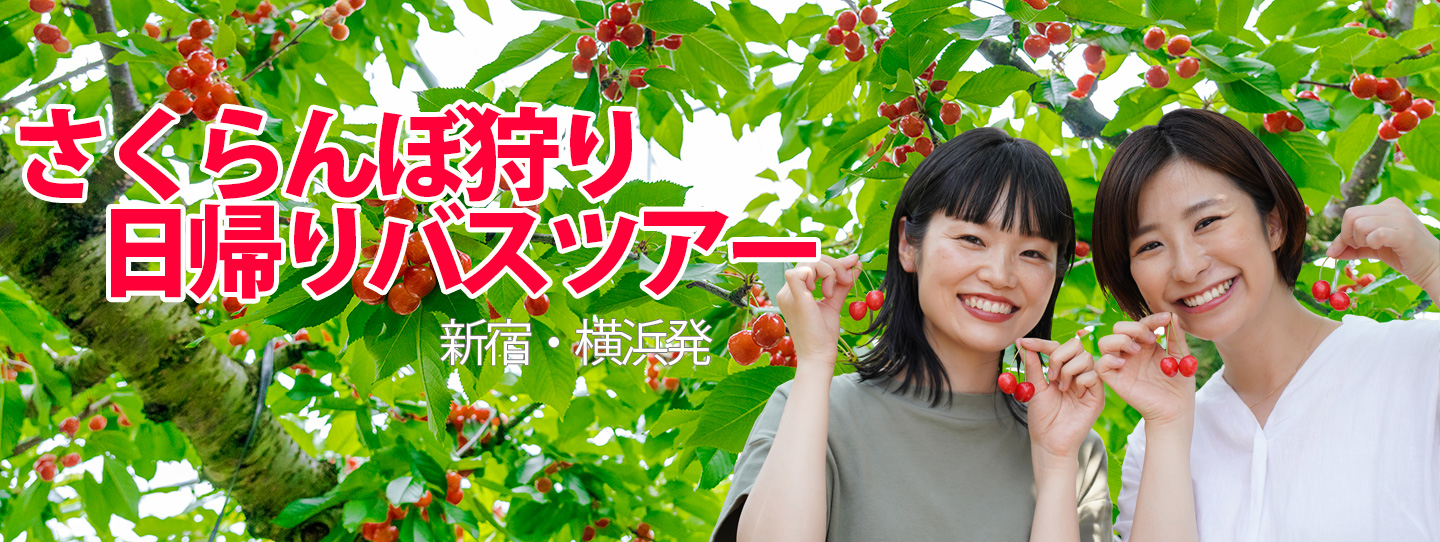 さくらんぼ狩り
