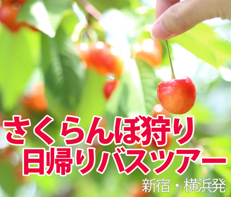 さくらんぼ狩り