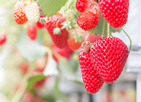 いちご狩り食べ放題 バスツアー