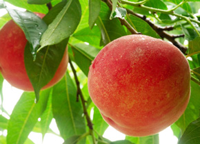 もも狩り食べ放題バスツアー