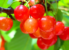 さくらんぼ狩り食べ放題日帰りバスツアー
