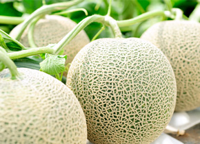 メロン狩りorメロン食べ放題日帰りバスツアー