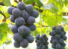 巨峰狩り食べ放題日帰りバスツアー