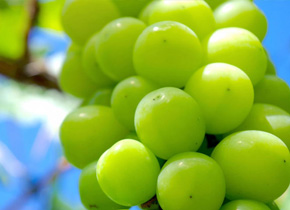 シャインマスカット狩り食べ放題日帰りバスツアー
