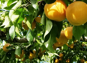 梨狩り食べ放題日帰りバスツアー