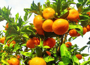 みかん狩り食べ放題日帰りバスツアー