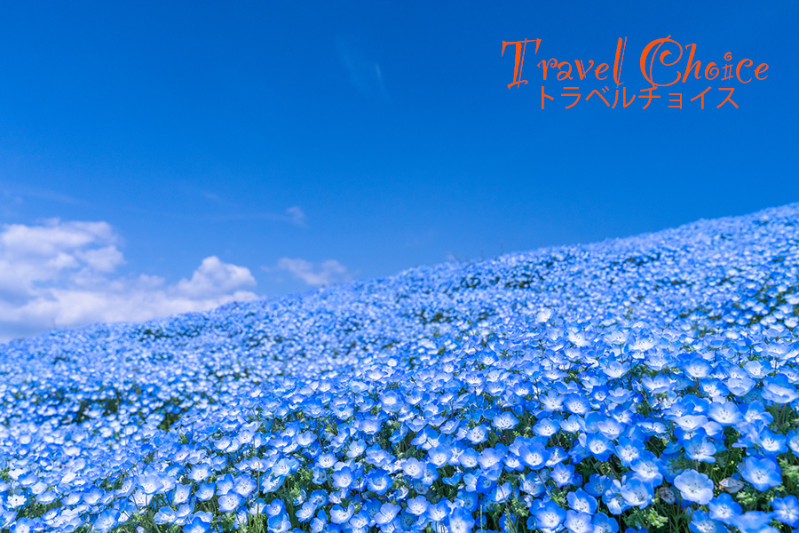 絶景！ネモフィラ鑑賞バスツアー