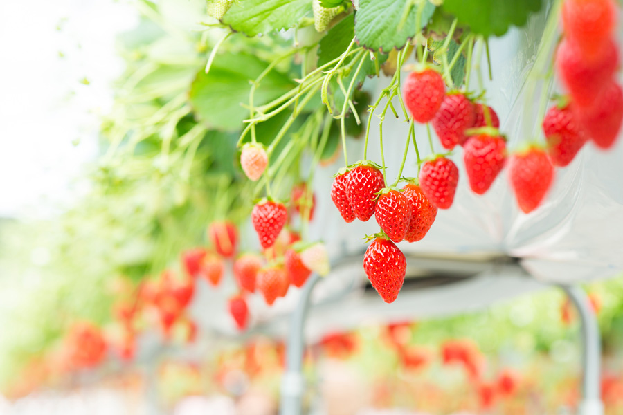 いちご狩り